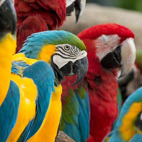 動物園用bgm Jamendo ロイヤリティフリーミュージックライセンシング 動物園用bgm Jamendo ロイヤリティフリーミュージックライセンシング